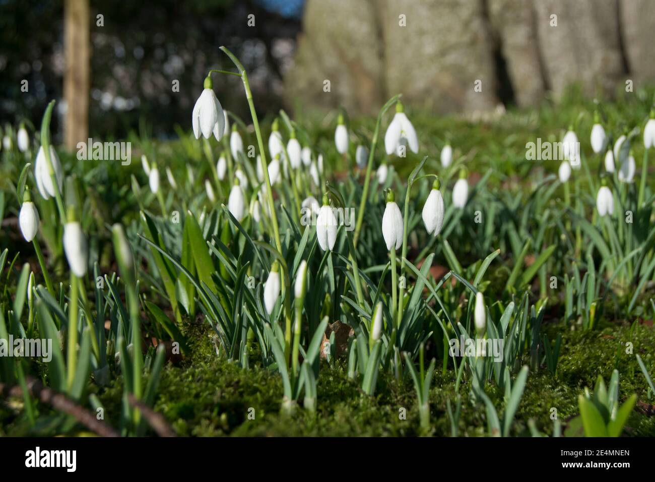 Schneeglöckchen das erste Zeichen des Frühlings Stockfoto