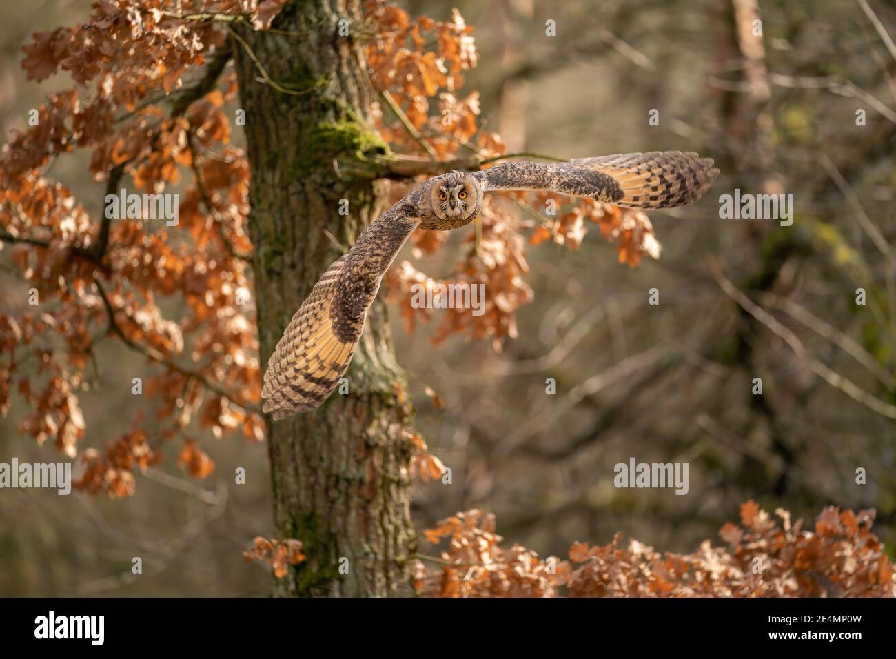 Langohrige Eule, die mit orangefarbenen Baumblättern gegen die Kamera fliegt Und Wald dahinter Stockfoto