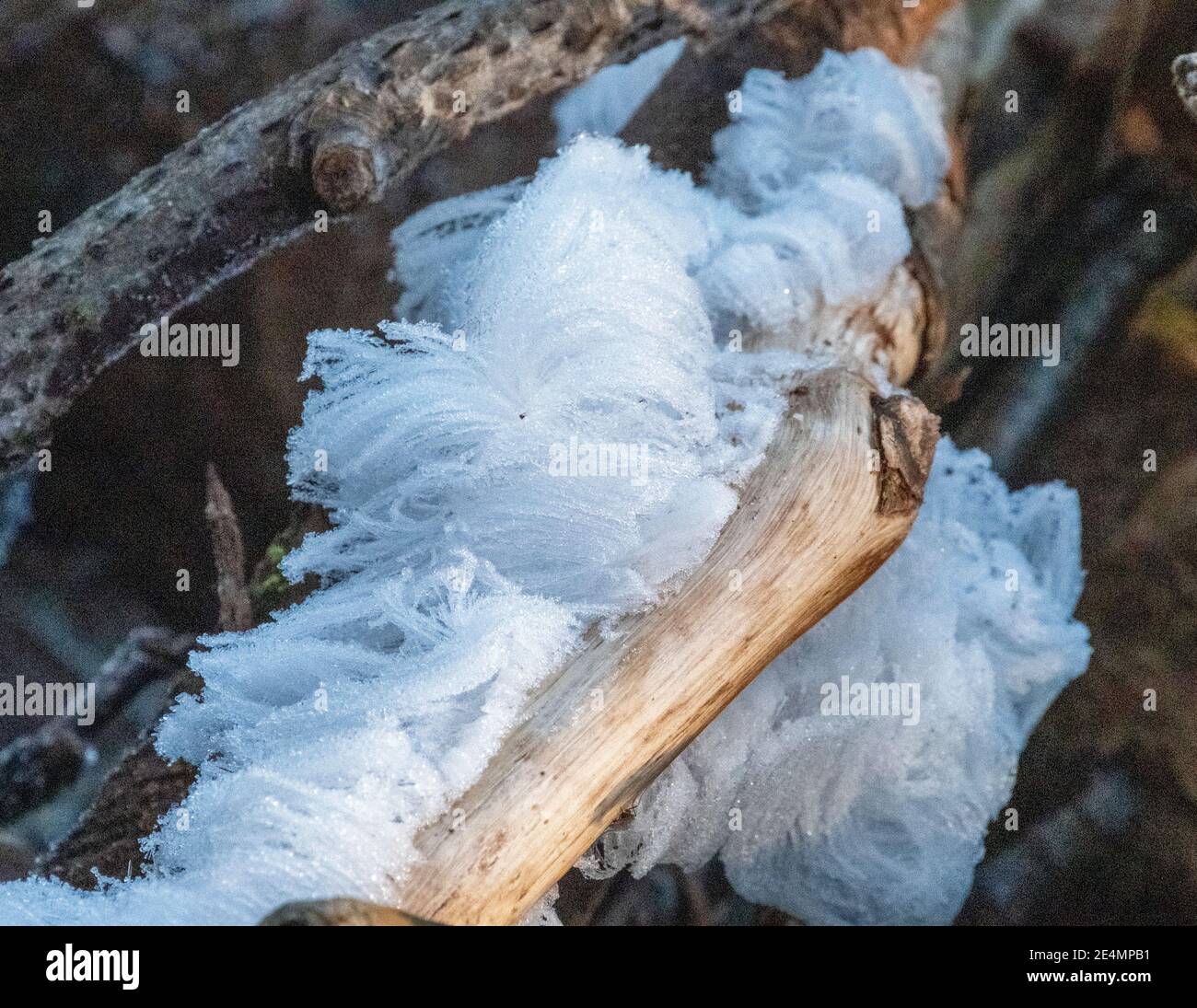 Naturphänomene, Hair Ice genannt, bildeten sich auf einem toten Ast über einem Fluss, West Lothian, Schottland. Stockfoto