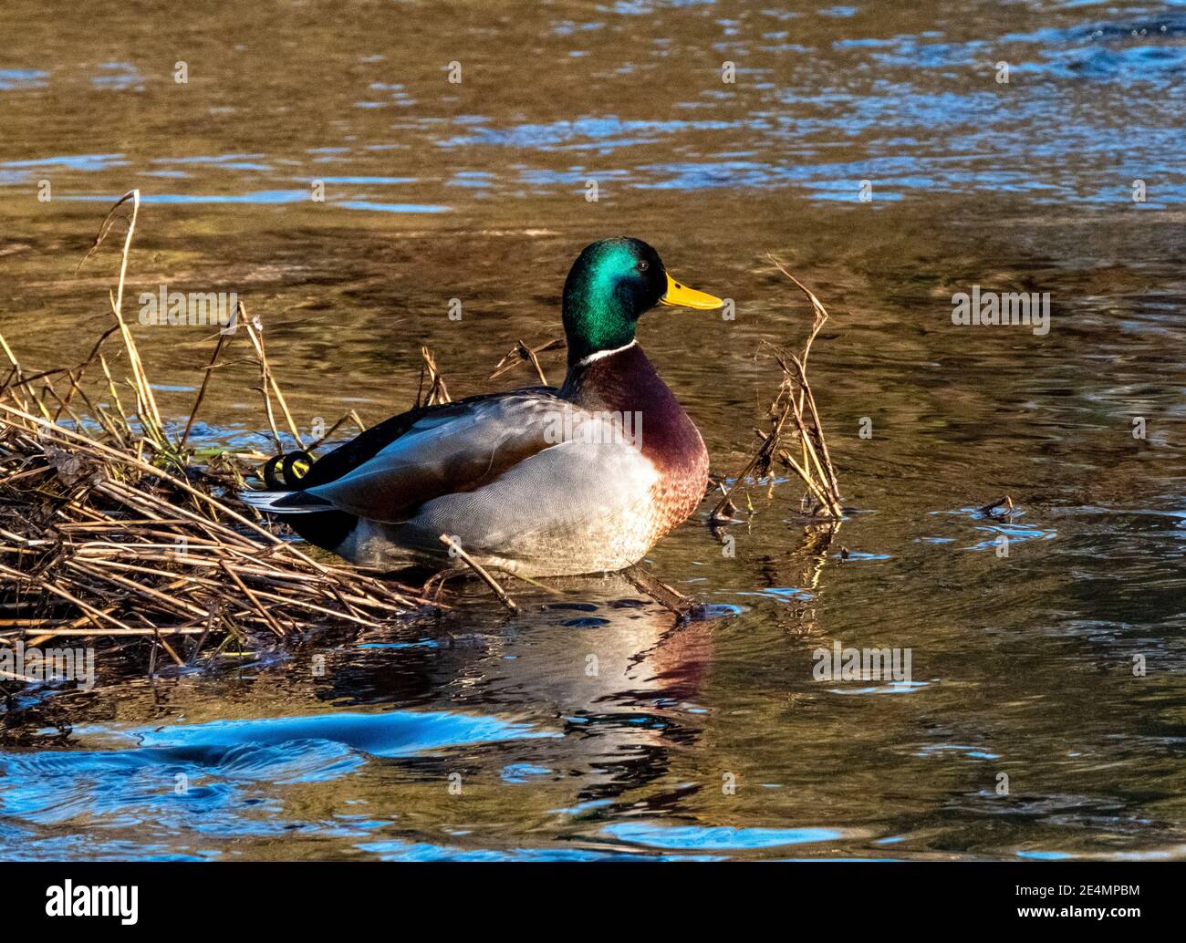 Mallard Duck drake (Anas platyrhynchos) am Fluss Almond, West Lothian, Schottland, Großbritannien. Stockfoto