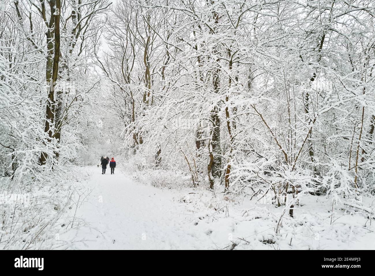 Eine Familie übt im King's Wood, Corby, England, während eines ungewöhnlichen Schneesturms am 24. Januar 2021, zur Zeit einer nationalen Sperre aufgrund von covid-19 Ängsten. Stockfoto