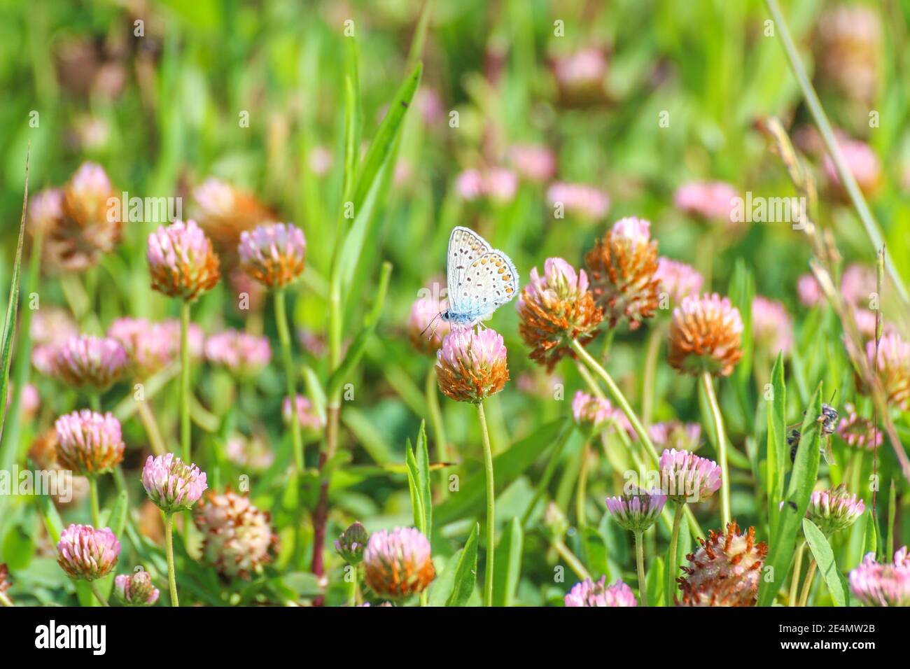 Nahaufnahme der schönen Common Blue Butterfly İnsect (Polyommatus icarus) auf Pflanze sitzend, Blume in Antalya Türkei. Stockfoto