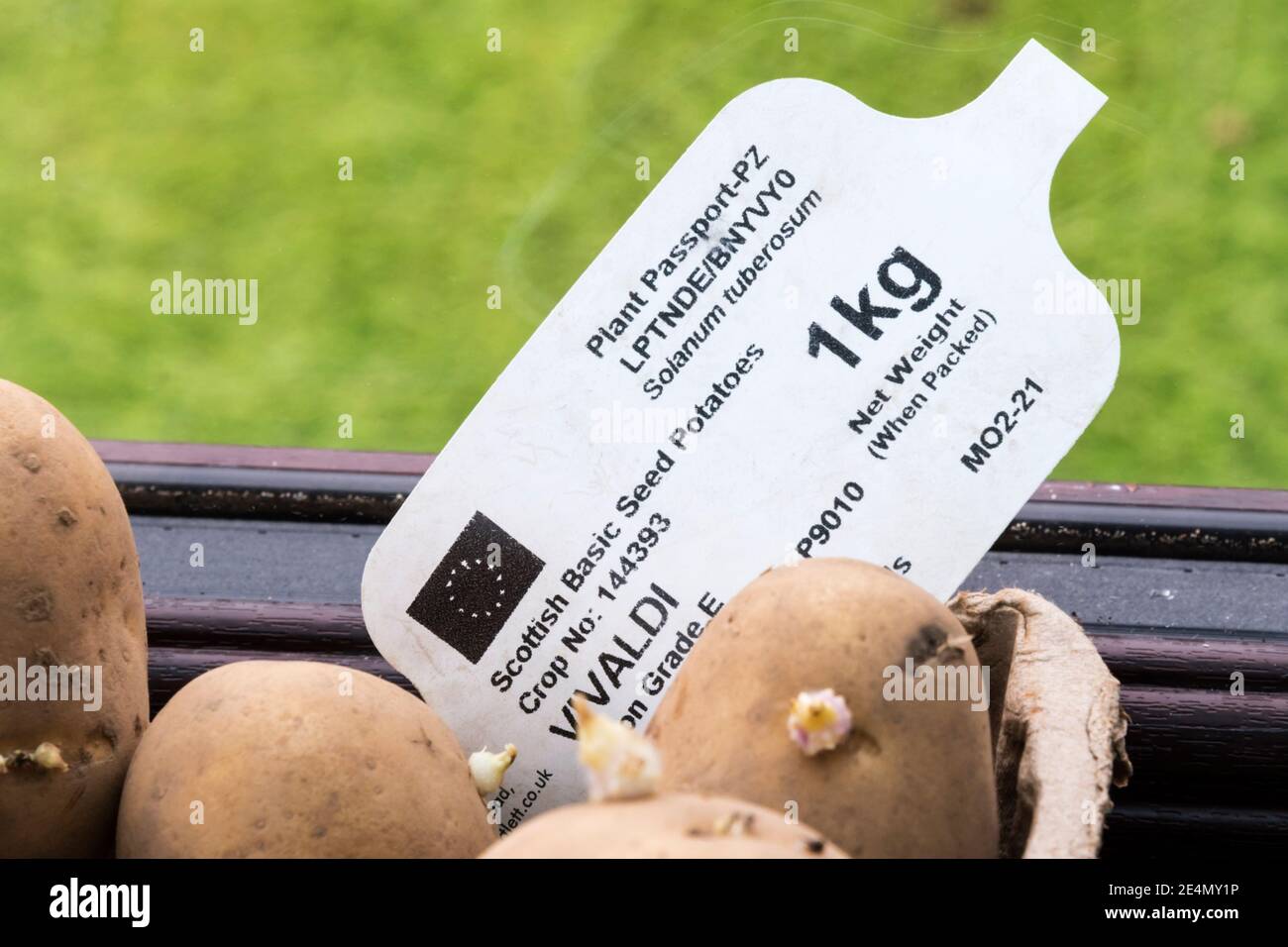 EU Plant Passport Details auf dem Etikett von Vivaldi schottischen Saatkartoffeln. Stockfoto