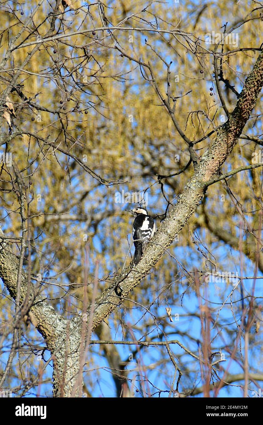 Syrischer Spechte, Blutspecht, PIC syriaque, Dendrocopos syriacus, balkáni fakopáncs, Budapest, Ungarn, Magyarország, Europa Stockfoto