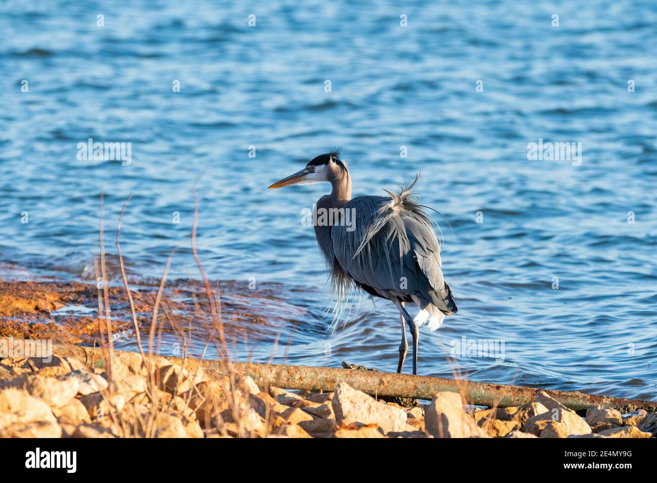 Ein großer und eleganter Blaureiher, der in der Nähe einer Pfeife, die aus dem Wasser kommt, auf einem felsigen Seeufer läuft und der Wind seine Federn bläst. Stockfoto