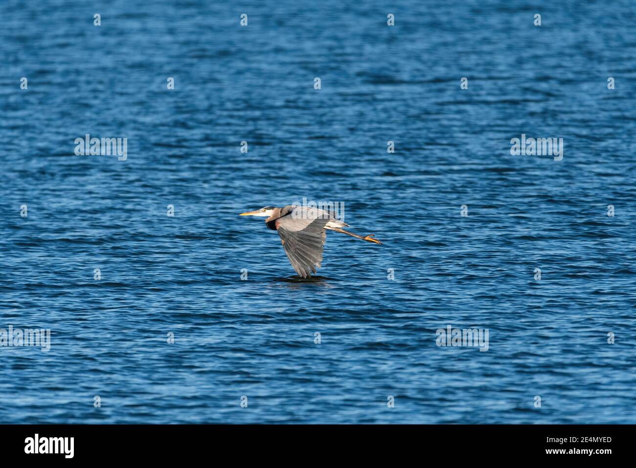 Ein großer Blaureiher mit den Spitzen seiner langen, mächtigen Flügel, die das Wasser eines Sees berühren, während er an einem sonnigen Morgen anmutig vorbei schwebt. Stockfoto