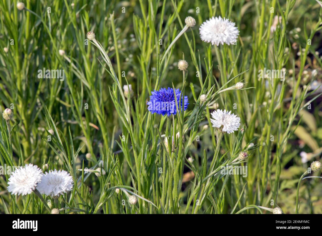 Bild von weißen und rosa Pompoms Blume im ländlichen Westen bengalen Stockfoto