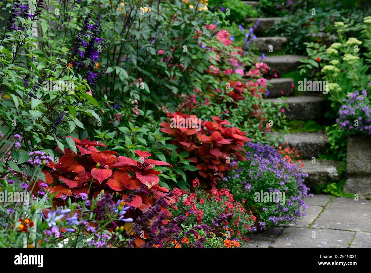 Coleus Lagerfeuer, Solenostemon scutellarioides Lagerfeuer, Dahlia, Ringelblume, Tagetes cinnabar, Salvia amistad, Blumen, Treppen, Pfad, Orange, Rost, Farbe, gemischter Plan Stockfoto