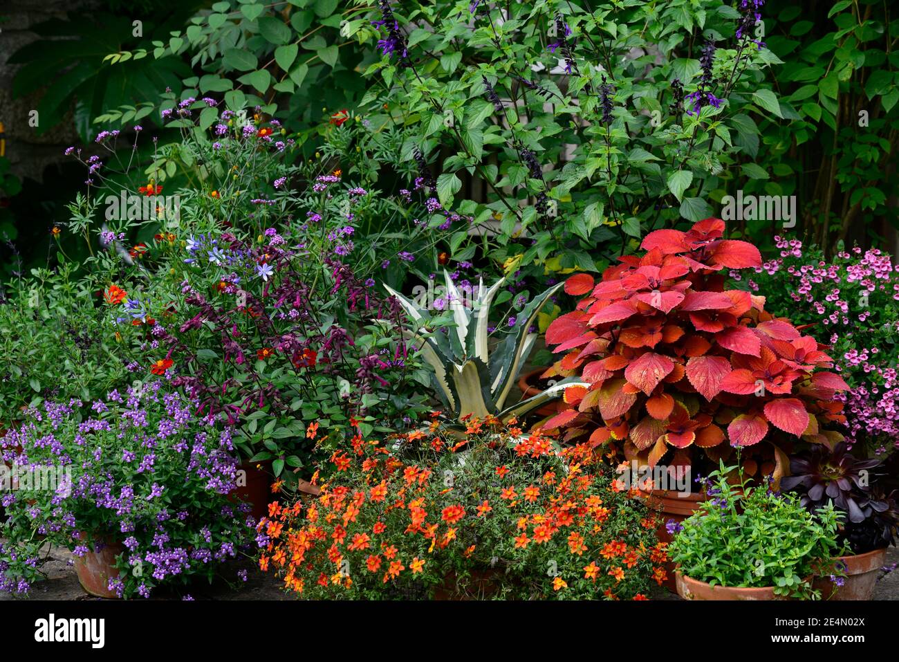 Coleus Lagerfeuer,Solenostemon scutellarioides Lagerfeuer,Agave americana Mediopicta aurea,Salvia Liebe und Wünsche,Ringelblume,Tagetes Cinnabar, Salvia amistad Stockfoto