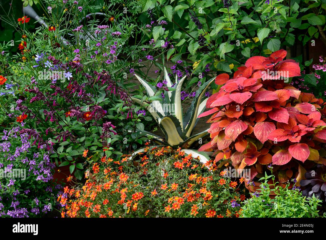 Coleus Lagerfeuer,Solenostemon scutellarioides Lagerfeuer,Agave americana Mediopicta aurea,Salvia Liebe und Wünsche,Ringelblume,Tagetes Cinnabar, Salvia amistad Stockfoto