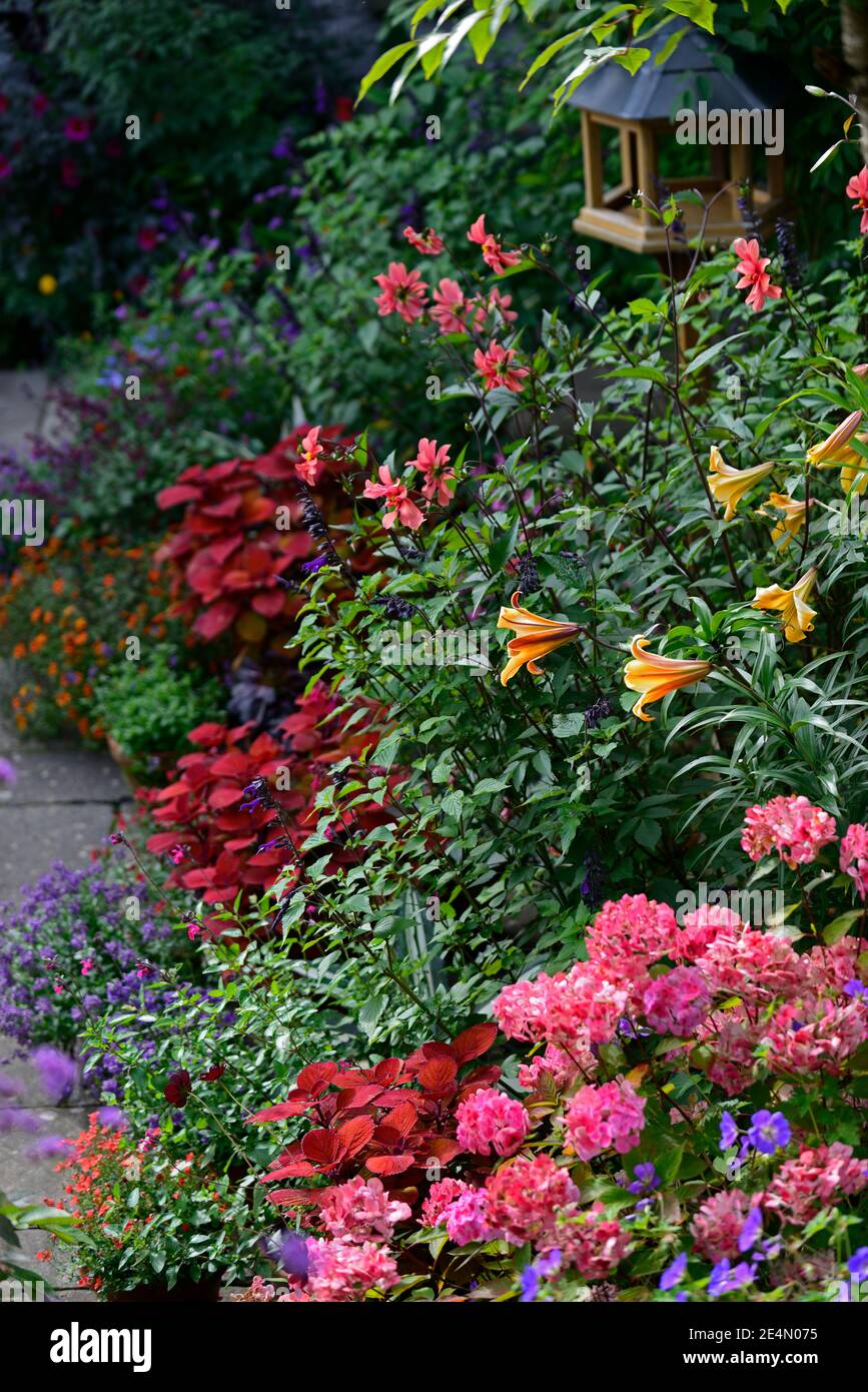 lilium afrikanische Königin, Coleus Lagerfeuer, Solenostemon scutellarioides Lagerfeuer, Salvia Liebe und Wünsche, Ringelblume, Tagetes cinnabar, Salvia amistad, Dahlia, oran Stockfoto