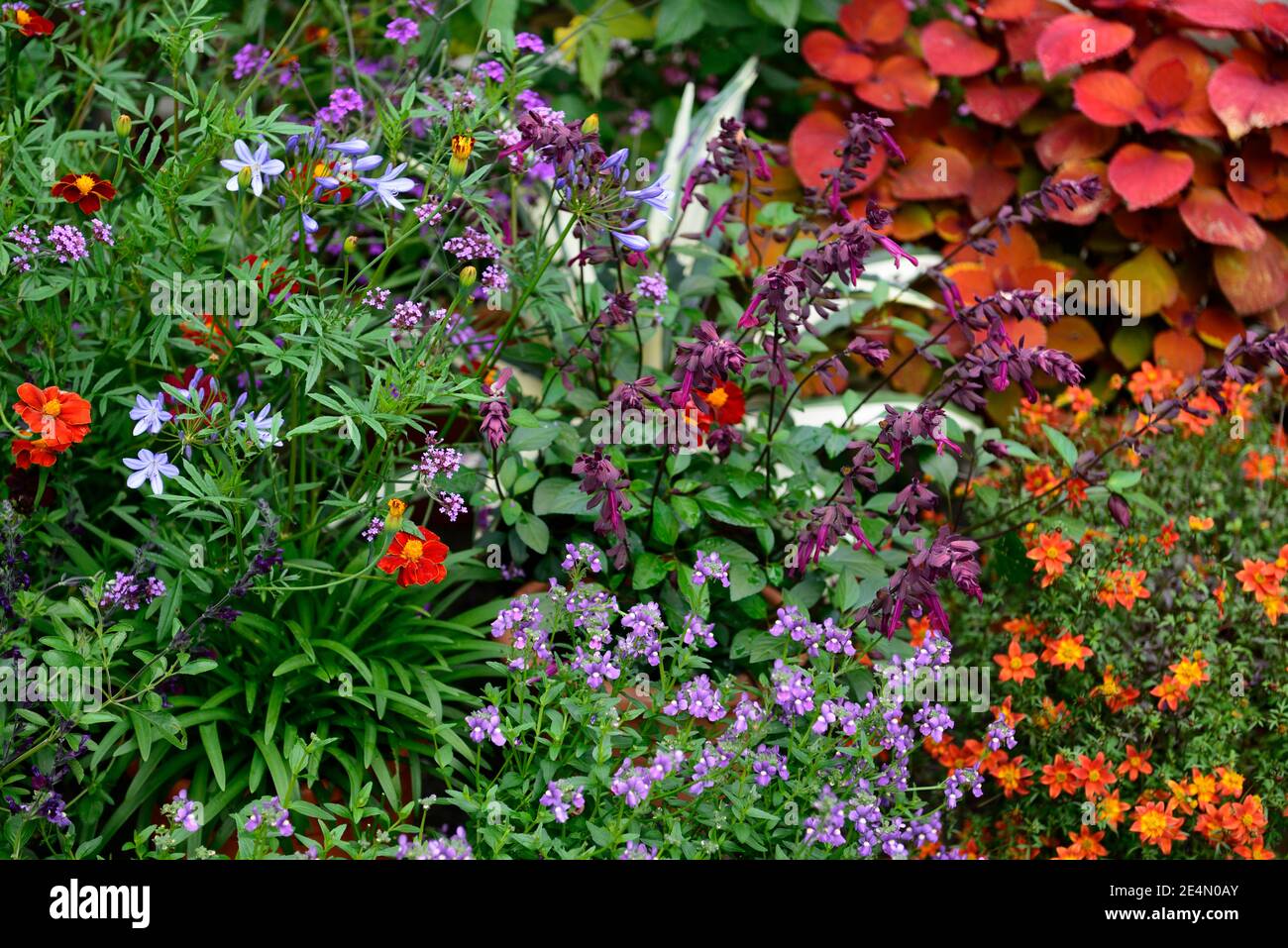 salvia Liebe und Wünsche, Coleus Lagerfeuer, Solenostemon scutellarioides Lagerfeuer, Nemesia, Agapanthus, Tagetes, orange Rost Blätter Laub, Rost, Farbe, gemischt p Stockfoto