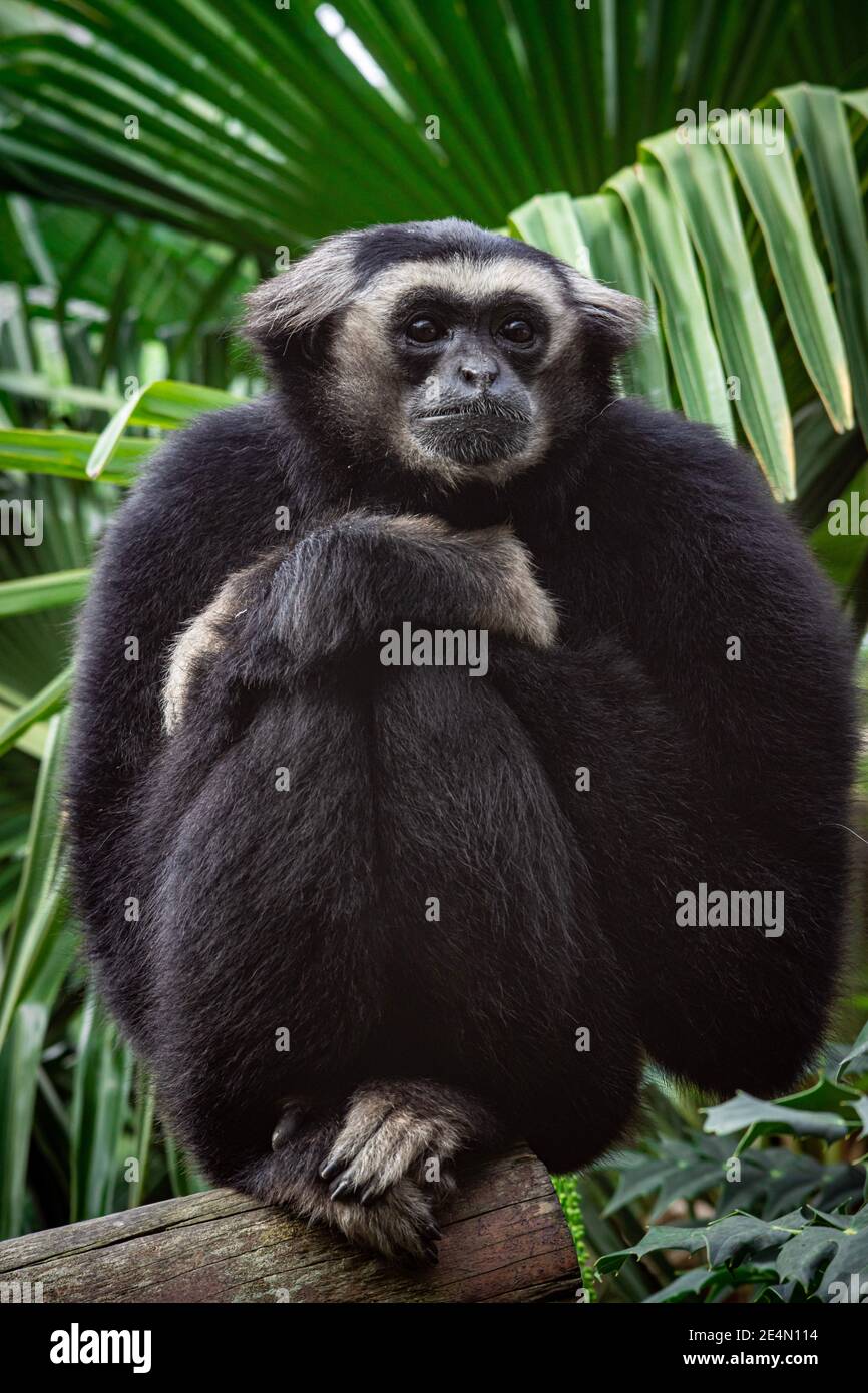 Gibbon Stockfoto