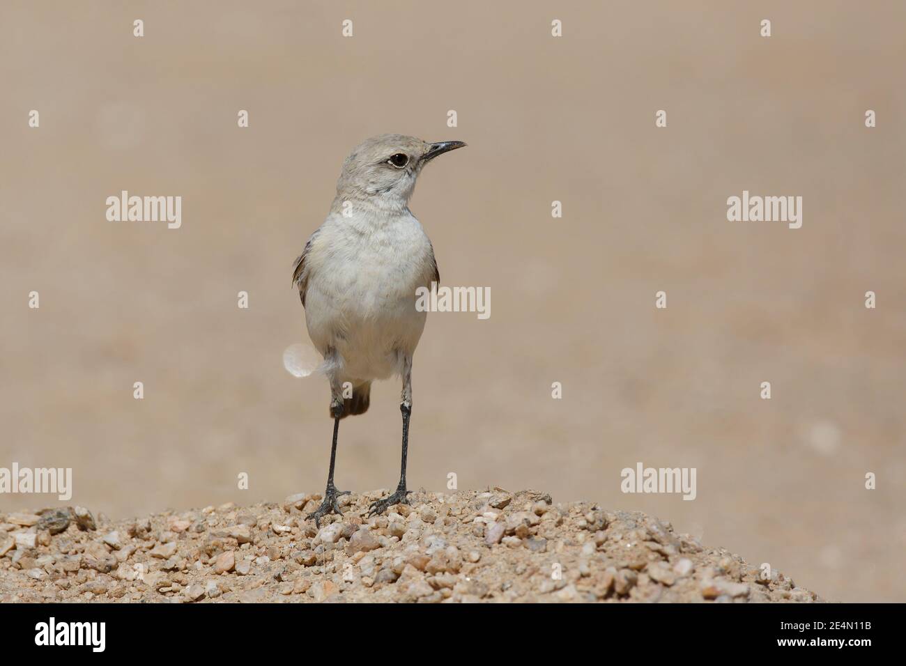 Tractrac Chat, Namib Naukluft, Namibia, August 2013 Stockfoto