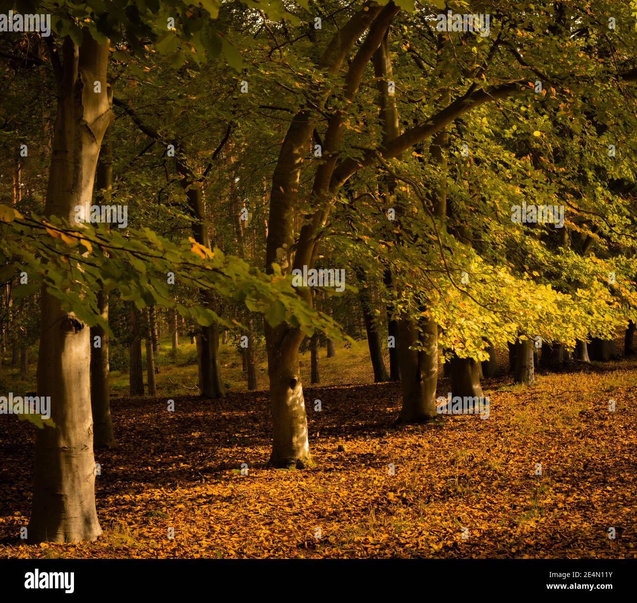 Reihe von Buchen in Herbstfarbe Stockfoto