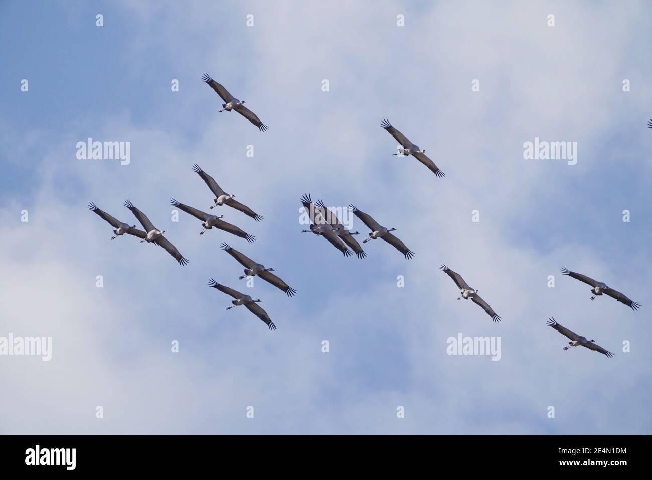 Gewöhnliche Kraniche, eurasischer Kranich, im Flug im Naturschutzgebiet Fuente de Piedra, Spanien. Stockfoto