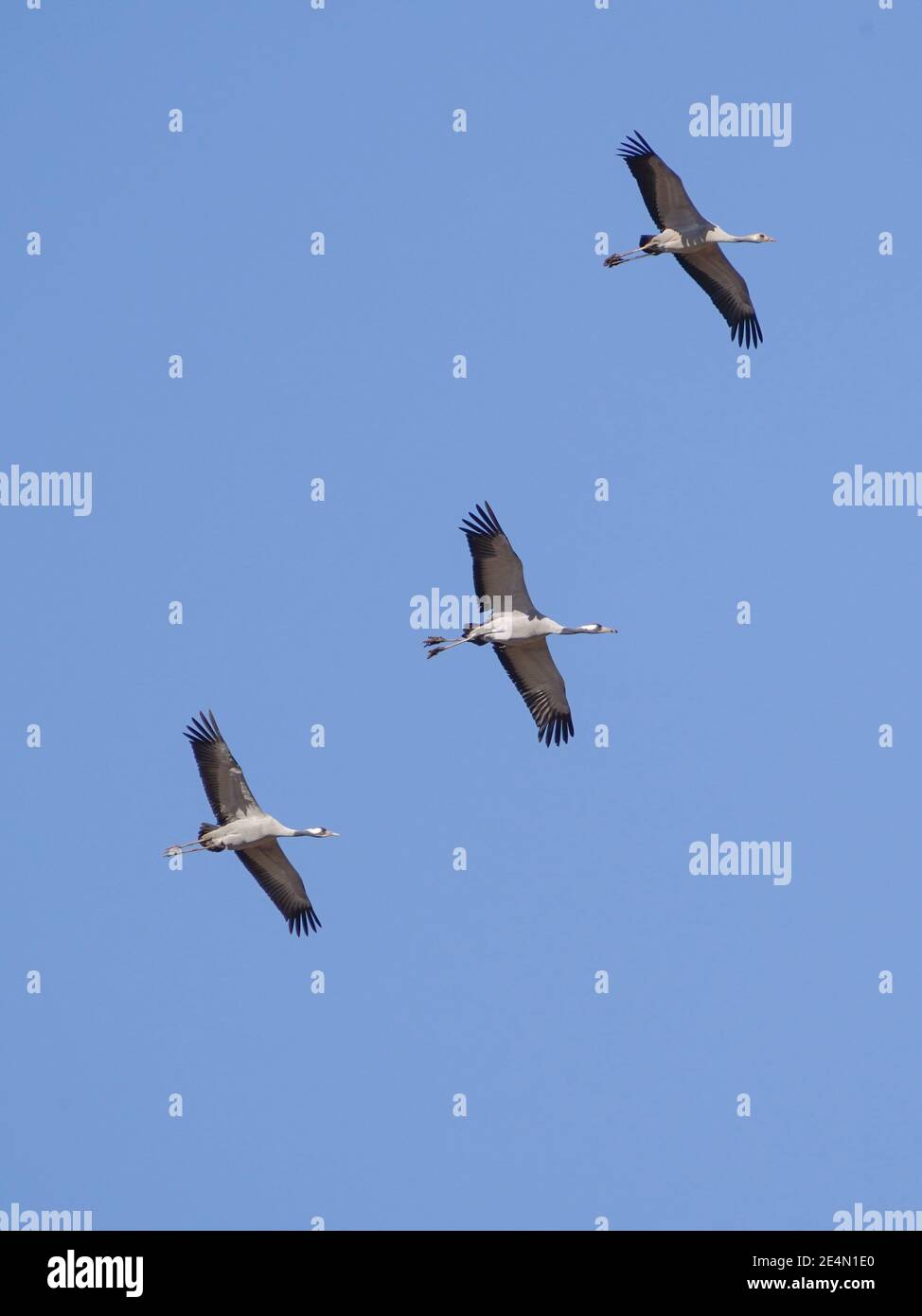 Gewöhnliche Kraniche, eurasischer Kranich, im Flug im Naturschutzgebiet Fuente de Piedra, Spanien. Stockfoto