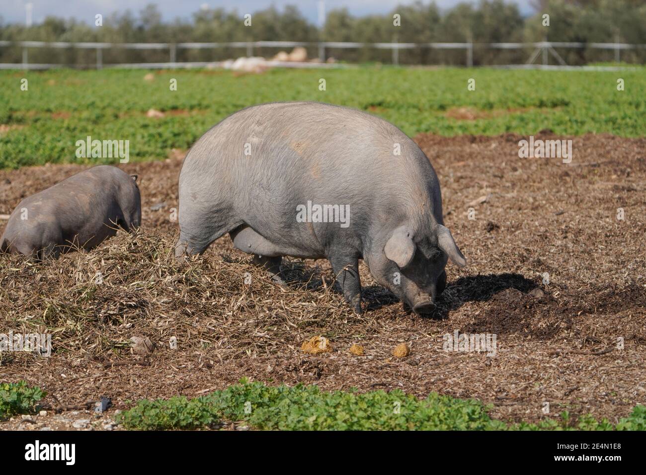 Hausschwein in einem landwirtschaftlichen Feld in Andalusien, Spanien. Stockfoto