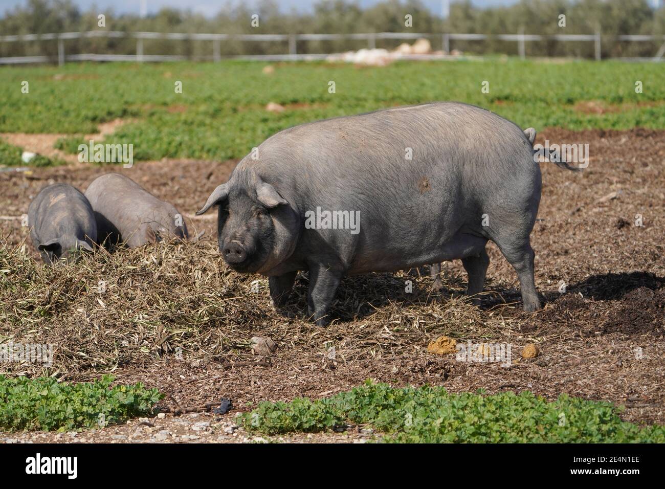 Hausschwein in einem landwirtschaftlichen Feld in Andalusien, Spanien. Stockfoto