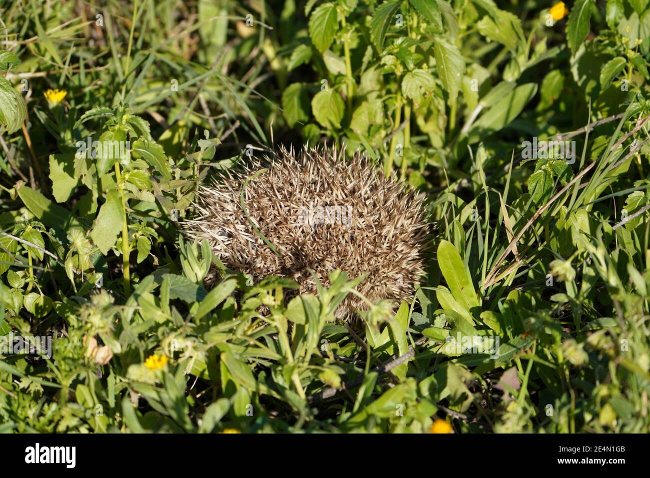 Ein junger europäischer Igel rollte in einem Ball. Spanien. Stockfoto