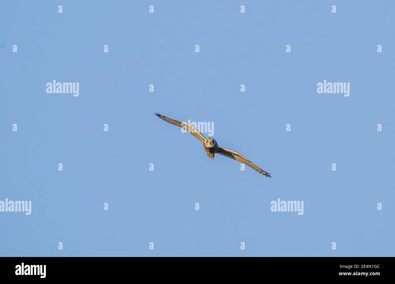 Kleinohreule im Flug im Guadalhorce Naturschutzgebiet, Malaga, Andalusien, Spanien. Stockfoto