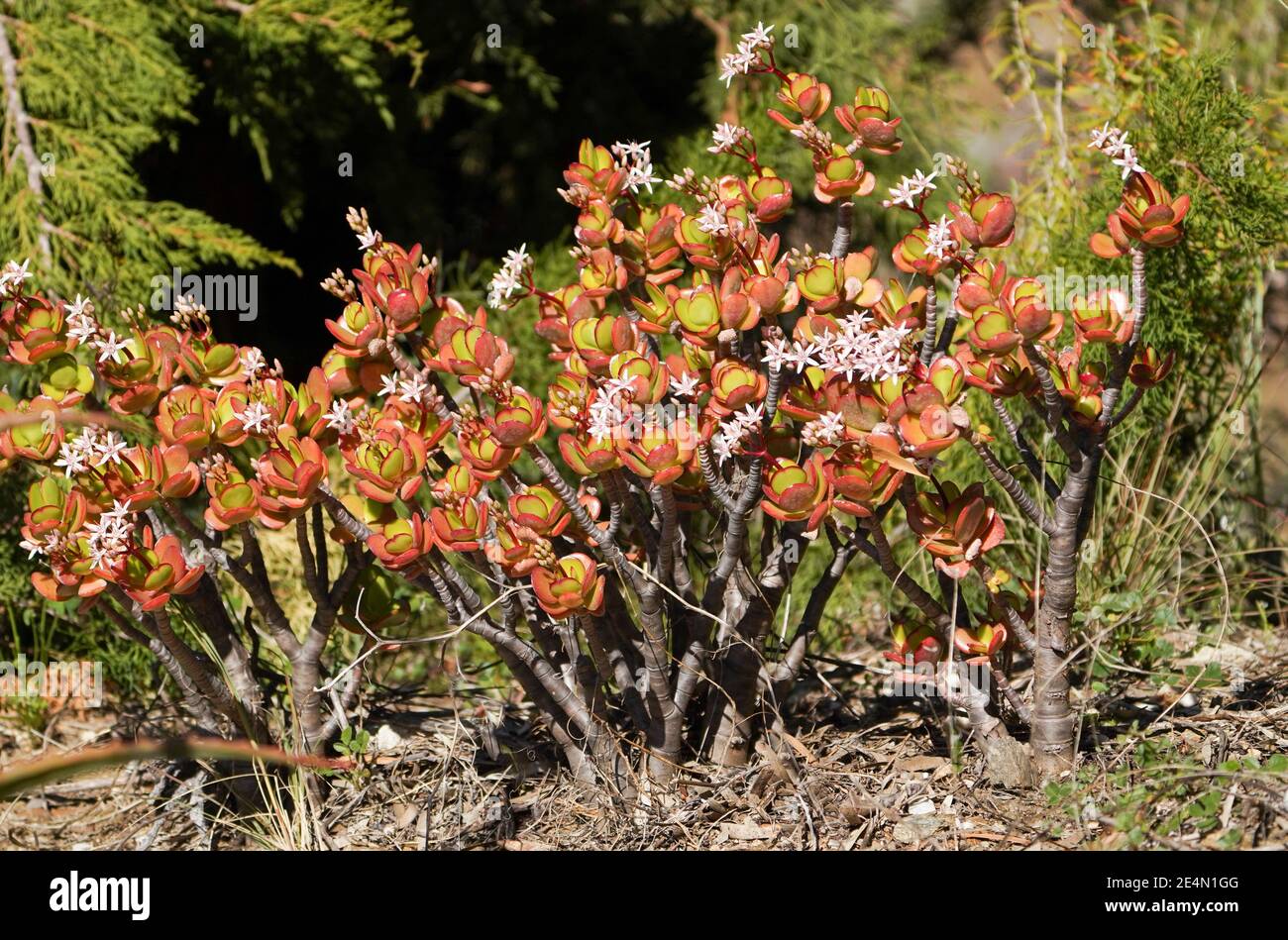 Jadepflanze, Crassula ovata, Sukkulente Pflanze, die im Garten wächst. Spanien Stockfoto