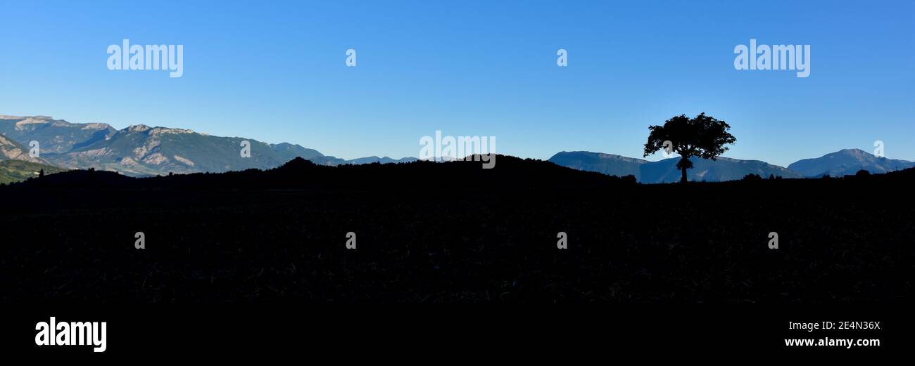 Einsame Baumsilhouette im Morgengrauen. Hintergrund von Hügeln und blauen Himmel. Platz für Text kopieren Stockfoto