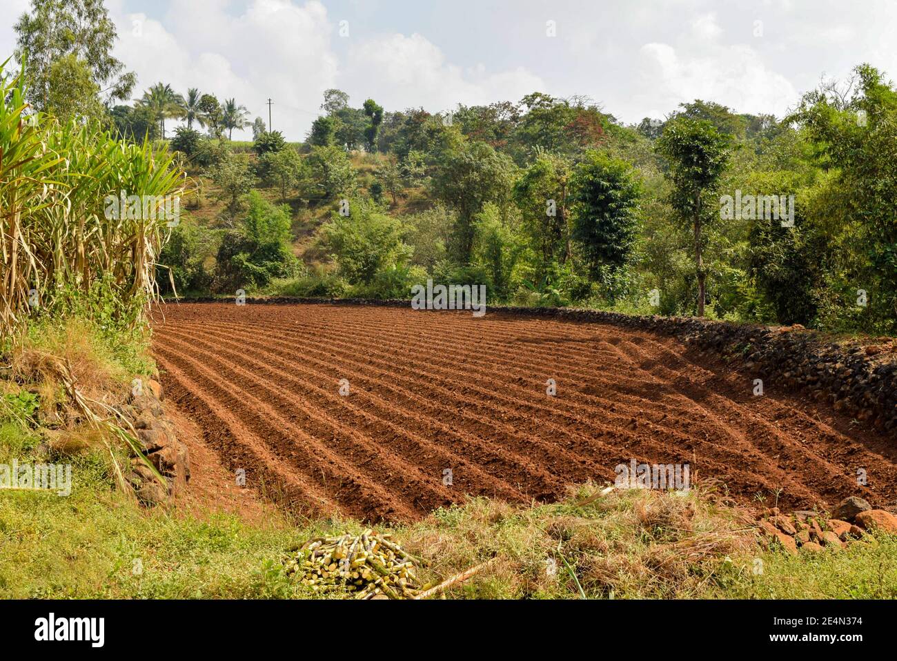 Zuckerrohr Feld Grate und Furchen vor dem Pflanzen Zuckerrohr mit Zuckerrohr Setts. Stockfoto