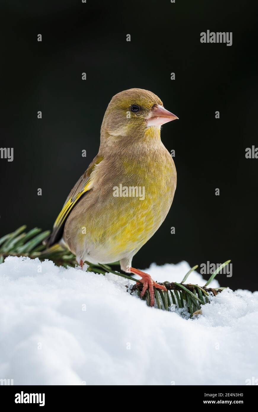 Europäischer Grünfink - Chloris chloris, schöner Singvogel aus europäischen Gärten und Wäldern, Zlin, Tschechische Republik. Stockfoto