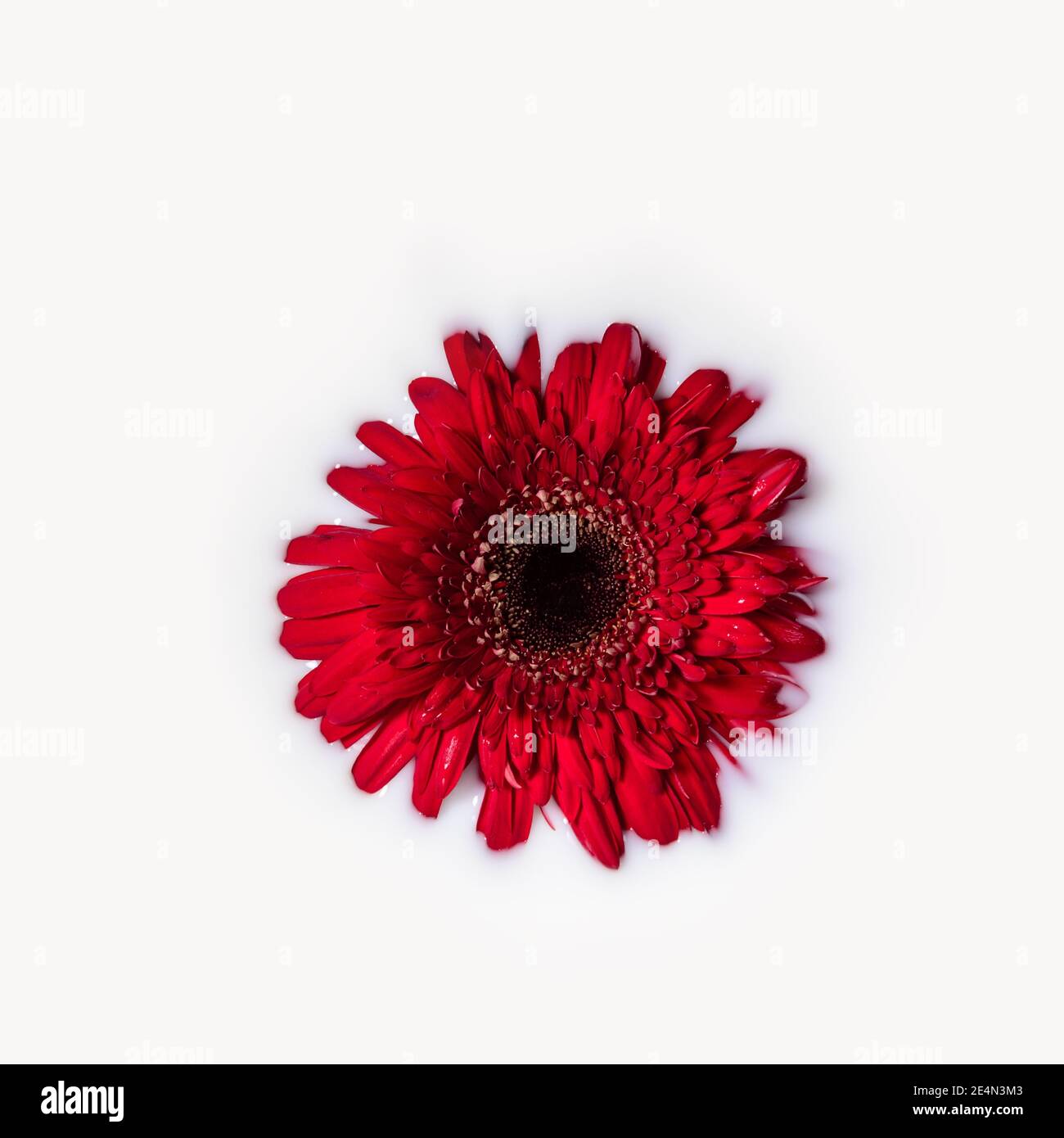Rote Gerbera oder barberton Gänseblümchenkopf im Milchbadwasser. Beauty Spa, Entspannung oder Wellness-Behandlung. Liebe, Leidenschaft, Frische und Verjüngung Stockfoto