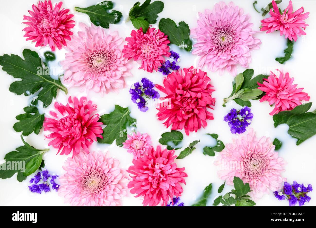 Rosa Chrysanthemum Blumen und grüne Blätter schwimmend in Milchwasserbad. Bio-Blumenpflege und Beauty-Spa. Entspannung und Wellness-Behandlung. B Stockfoto