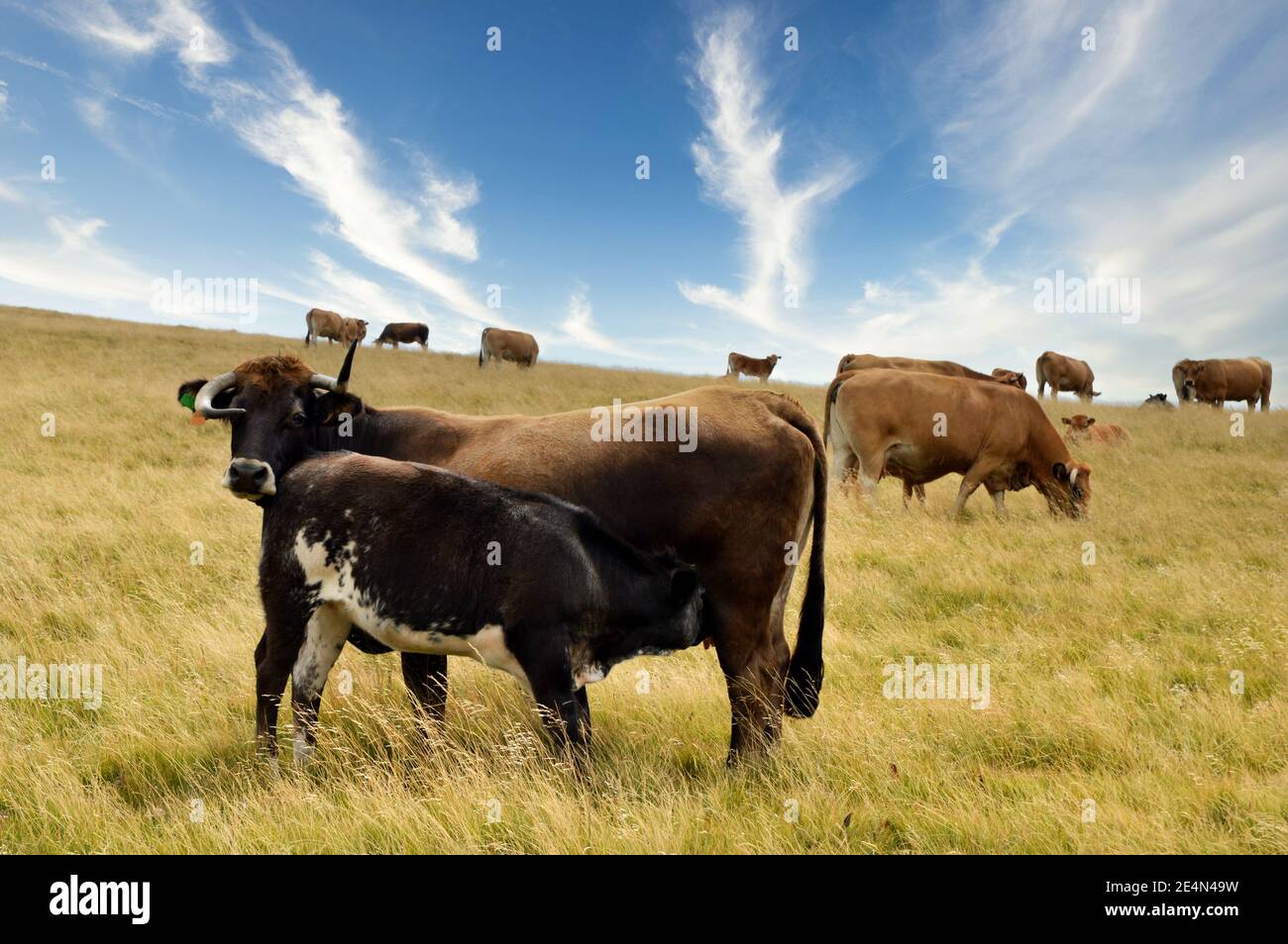 Eine Mutterkuh Aubrac Rasse, mit ihrem Kalb auf einem Feld auf einer Alm. Stockfoto