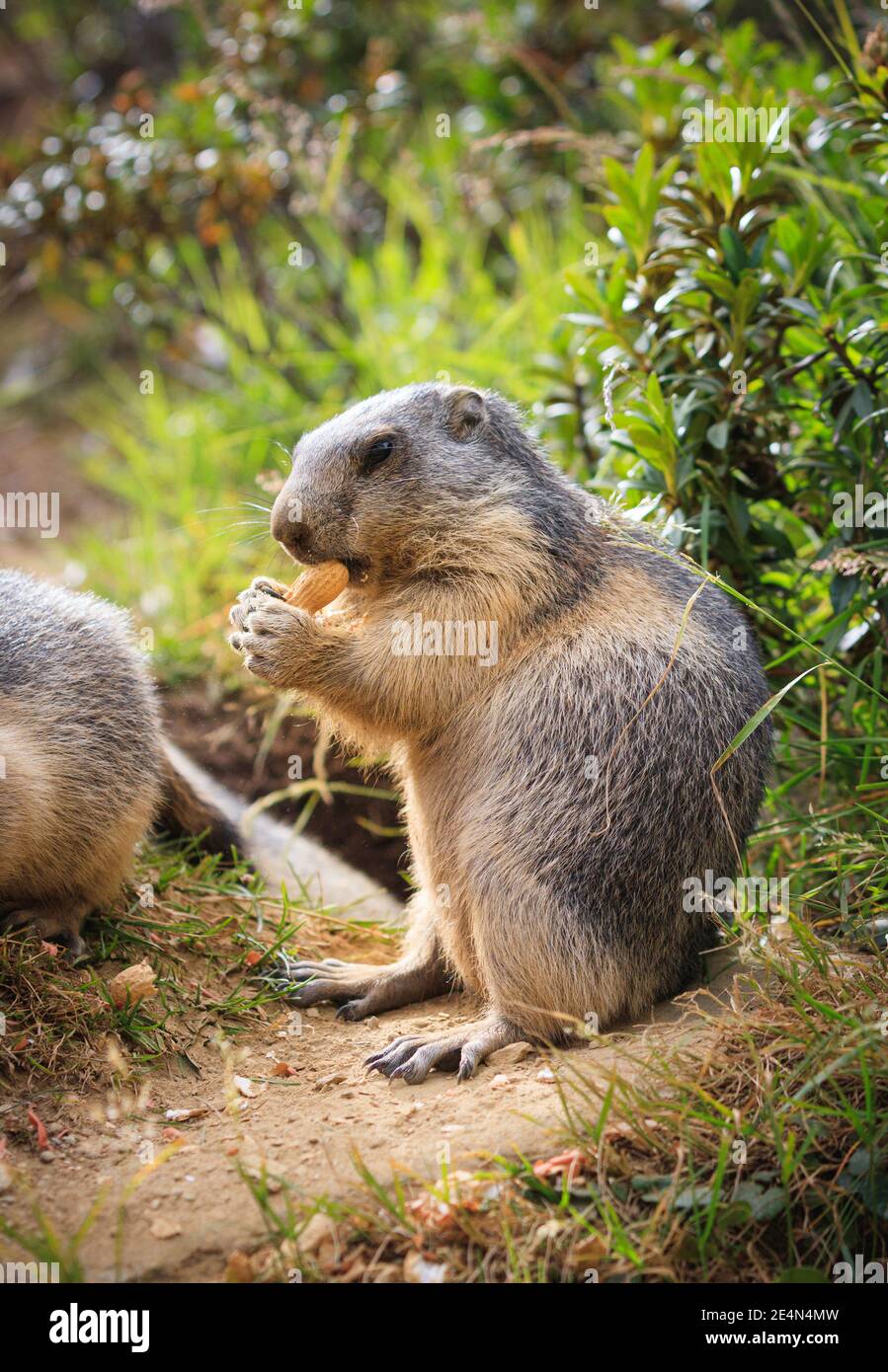 Wilder Murmeltier Murmeltier wird in den schweizer alpen gefüttert Schweiz Tier Wildtier Boden Eichhörnchen mit Hand menschliche Hand, Erdnussmakro Detail Stockfoto