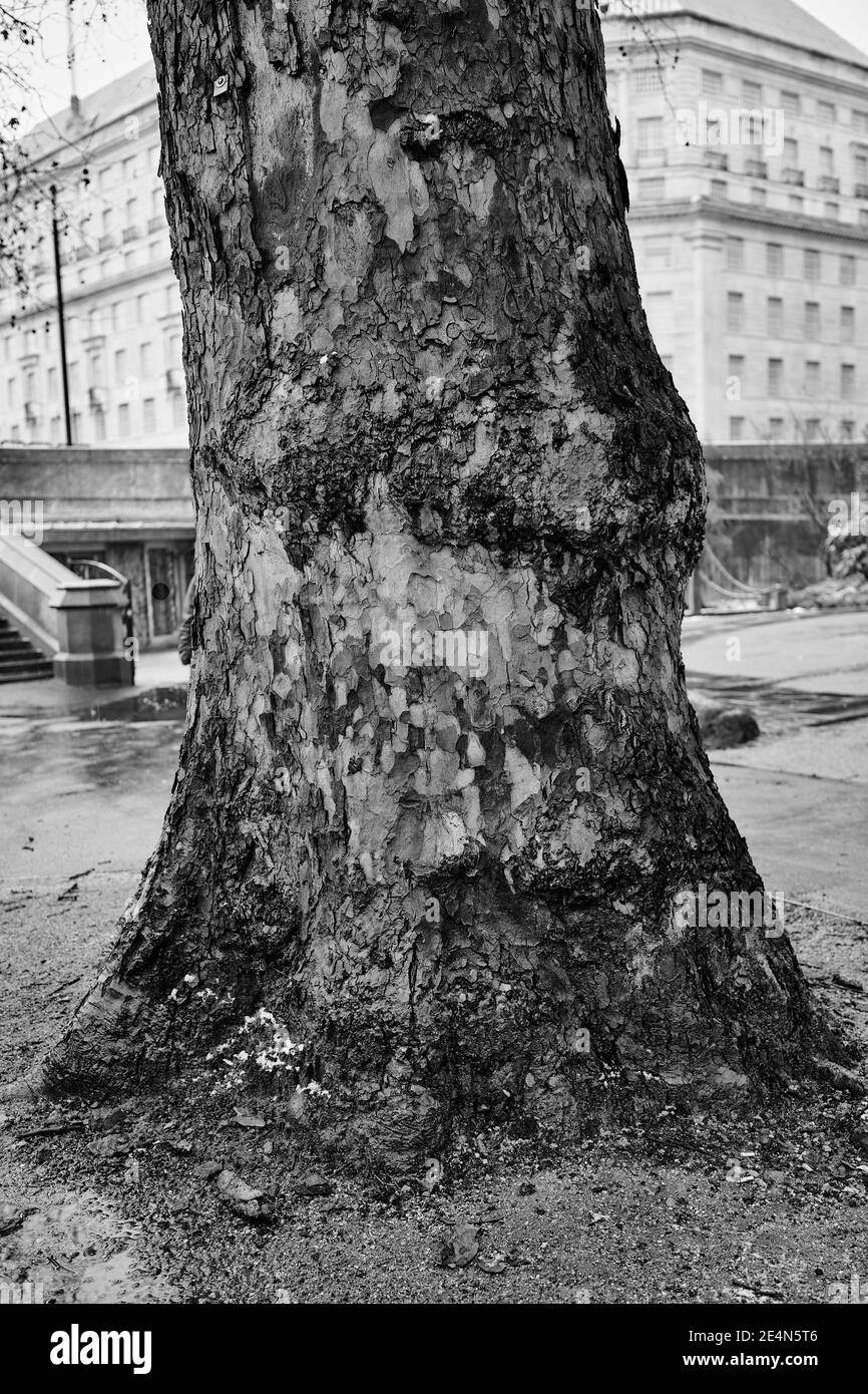 Schwarz-weiß monochromes Bild eines Baumstamms mit Fleckige Rinde an grauen nassen Tagen ohne Blätter oder Äste Stockfoto