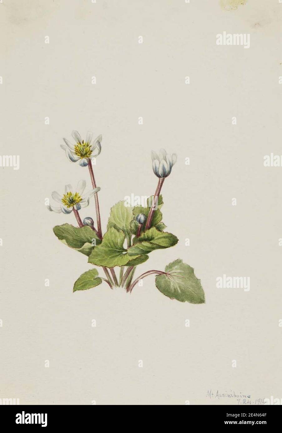 Mary Vaux Walcott - Elkslip (Caltha leptosepala) Stockfoto
