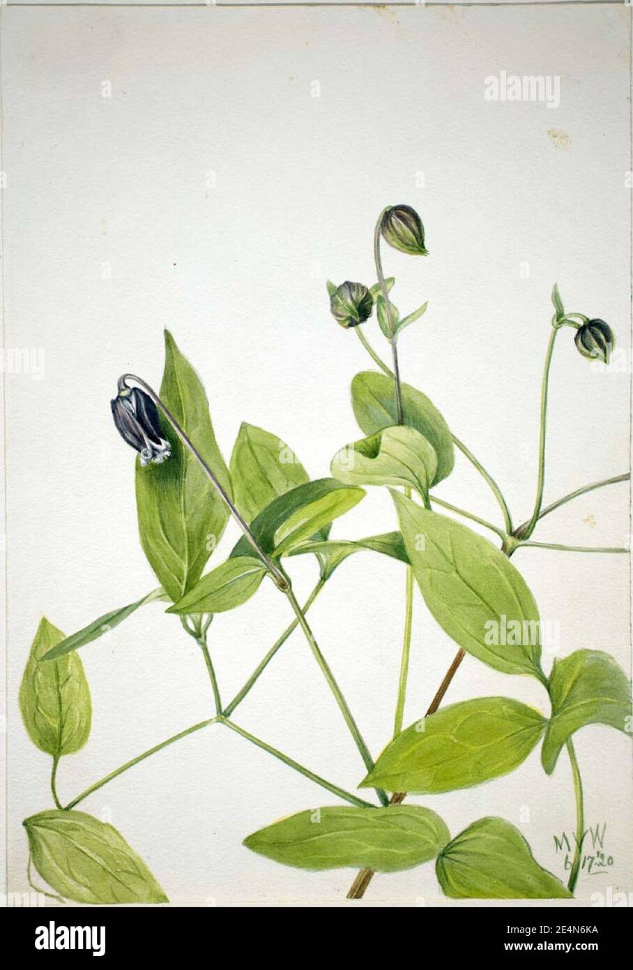 Mary Vaux Walcott – Lederblume (Clematis viorna) Stockfoto