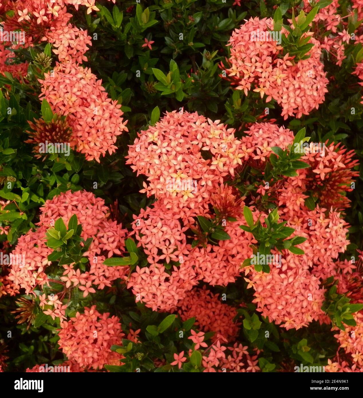 Trauben von kleinen roten Blüten.Diese Blüten ähnlich wie Jungle gernnium Blumen Stockfoto