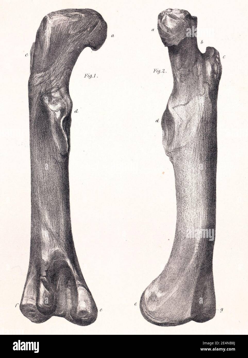 Megalosaurus femur. Stockfoto