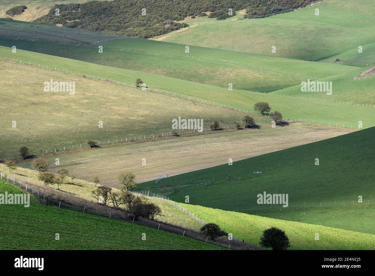 Sanfte grüne Hügel mit Bäumen und ländlicher Landschaft, South Downs National Park, Sussex, England, Vereinigtes Königreich Stockfoto