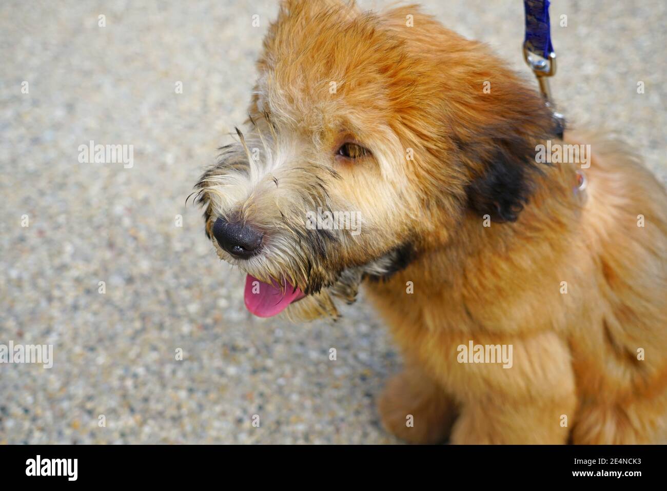 Ansicht eines weich beschichteten Wheaten Terrier Welpenhundes Stockfoto