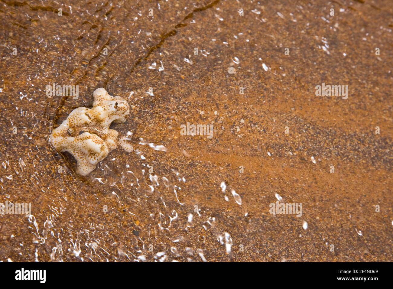 Parque Nacional Islas Galapagos, Ecuador, Amerika Stockfoto