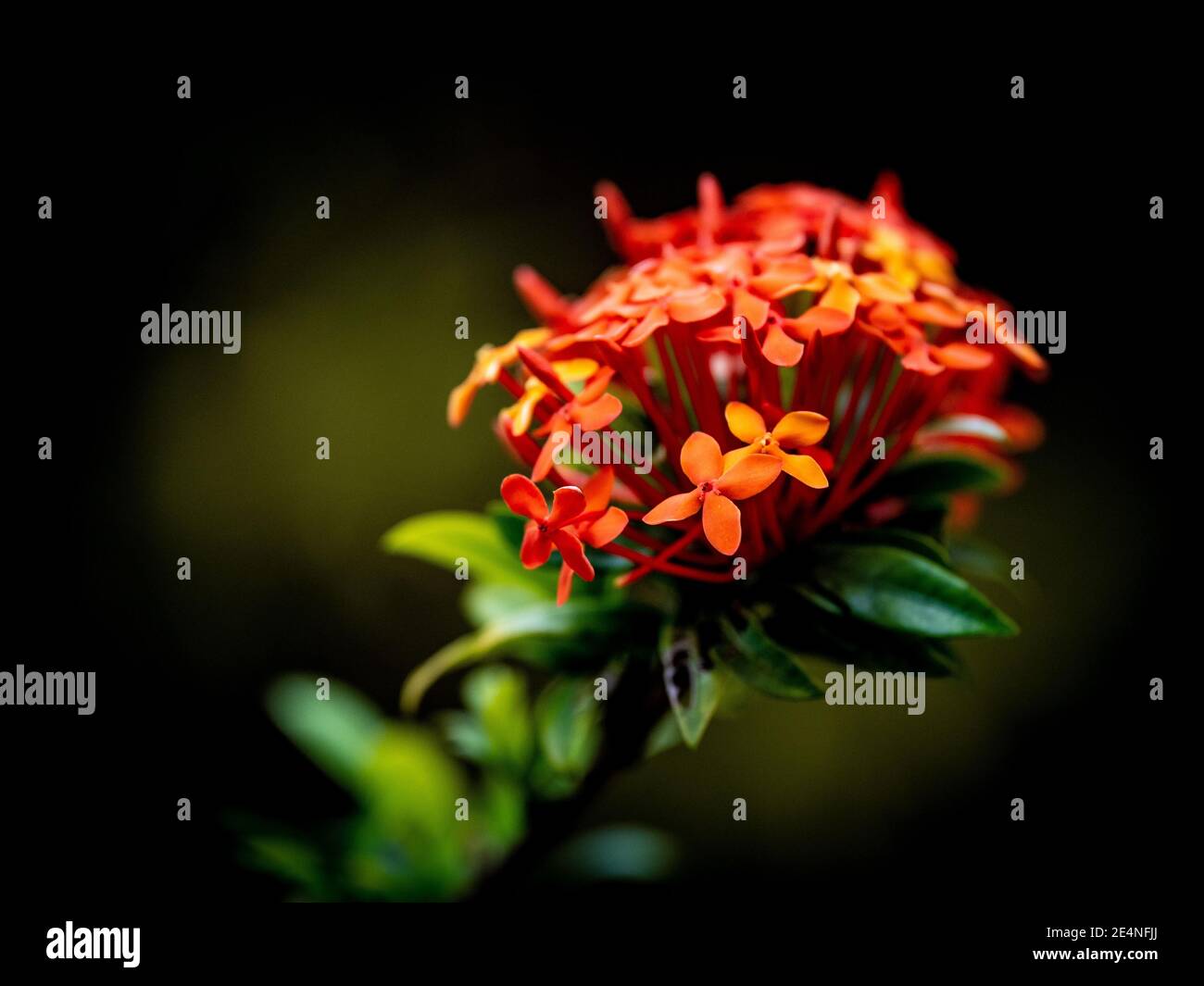 Ein flacher Fokus von orangen Ixora javanica Blüten auf einem Dunkler unscharer Hintergrund Stockfoto