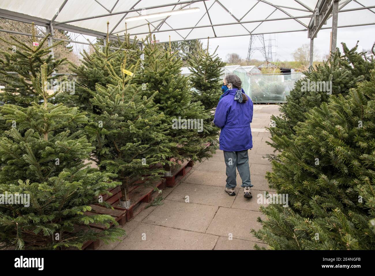 Weihnachtsbäume zum Verkauf im Gartencenter, Llanfoist, Wales, Großbritannien Stockfoto
