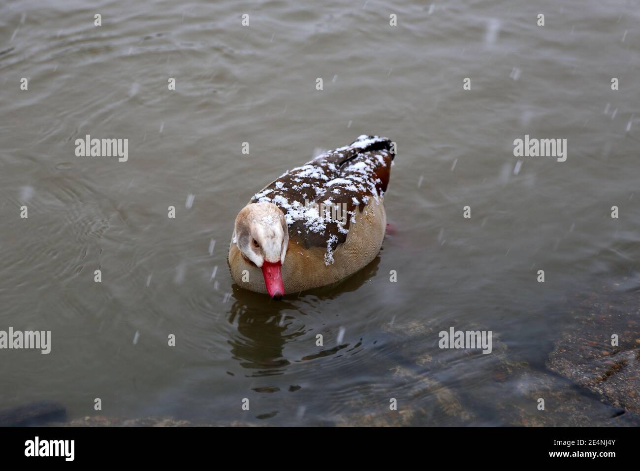 Ägyptische Gans (Alopochen aegyptiacus) gefangen in schwerem Schnee, Sadlers Ride, Hurst Park, East Molesey, Surrey, England, Großbritannien, Großbritannien, Europa Stockfoto