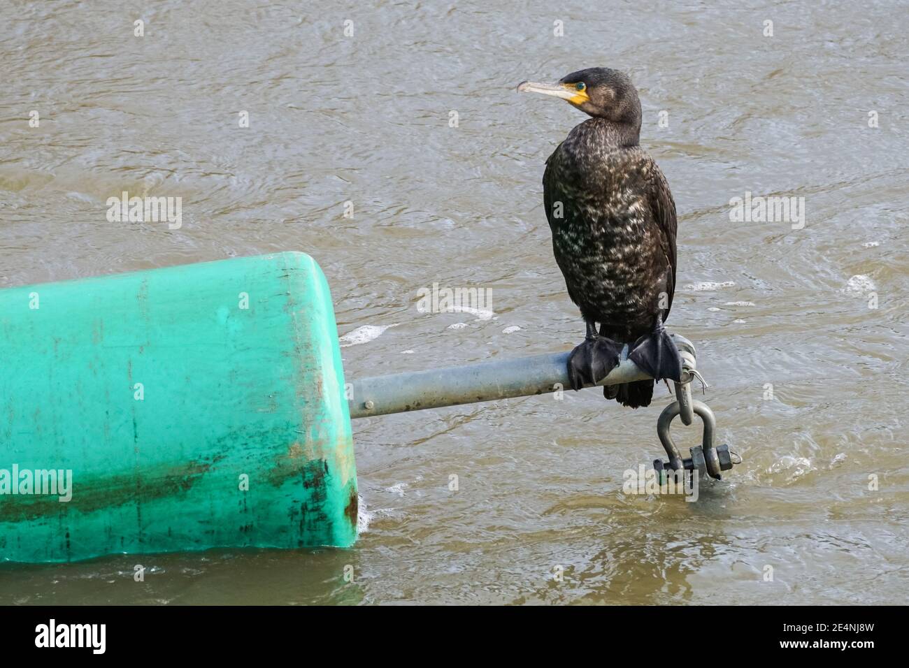 Großer Kormoran auf einer schwimmenden Sicherheitsbarriere am Fluss Lea, London, England, Vereinigtes Königreich, Großbritannien Stockfoto