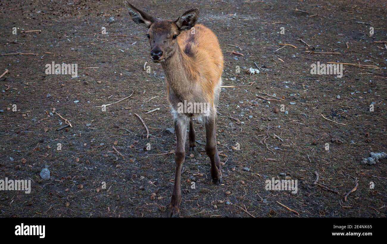 Junge Hirsche in freier Wildbahn, Hirsche ohne Hörner. Stockfoto