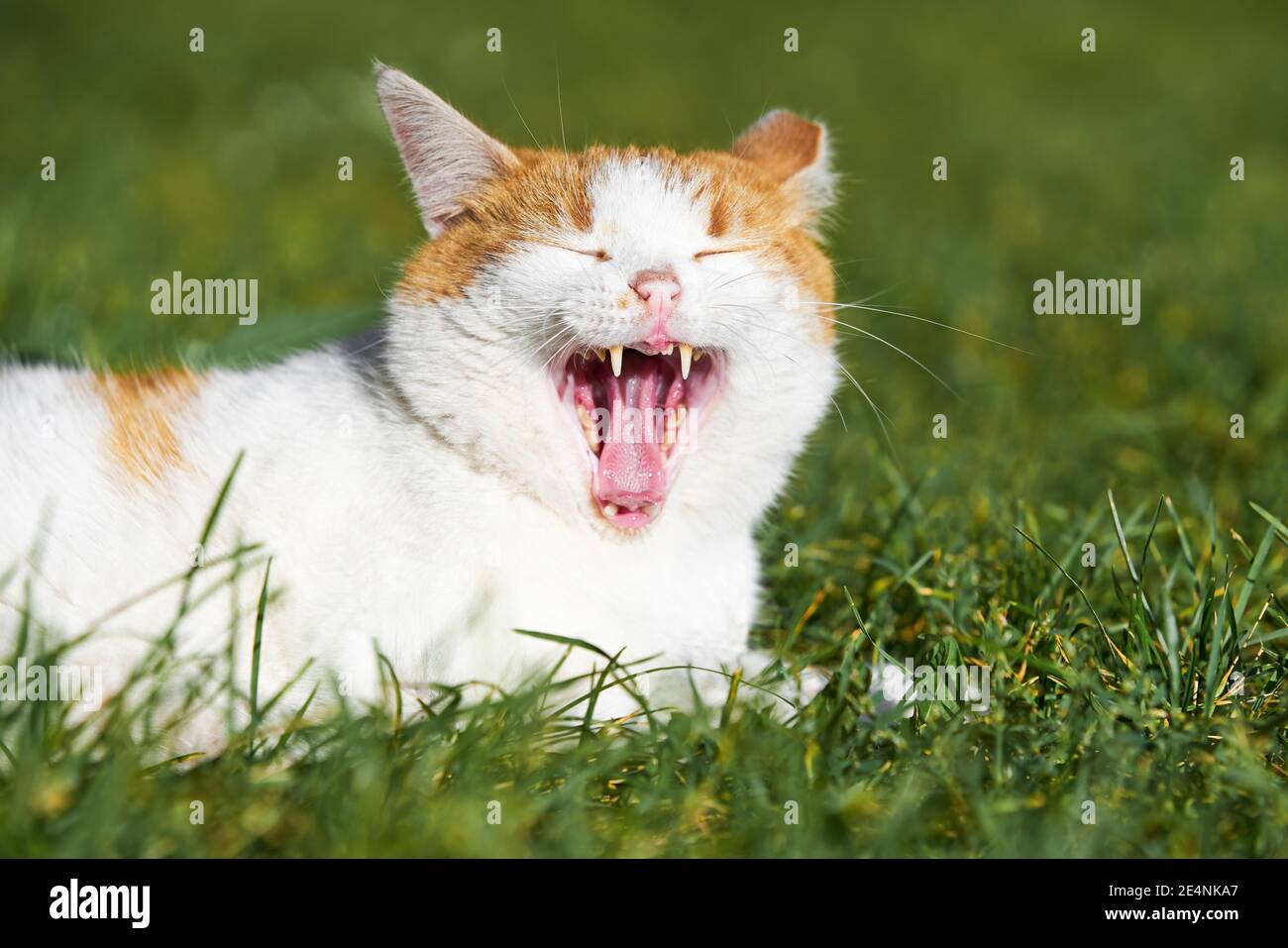 Die Weißginger-Katze gähnt im Gras. Selektiver Fokus Stockfoto