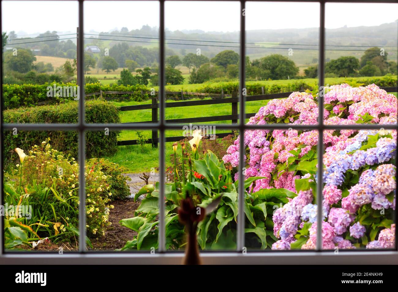 Blick auf den nassen Morgengarten von innen durch das große Fenster. Weitere blühende Garten gibt es eine grüne irische Landschaft. Stockfoto