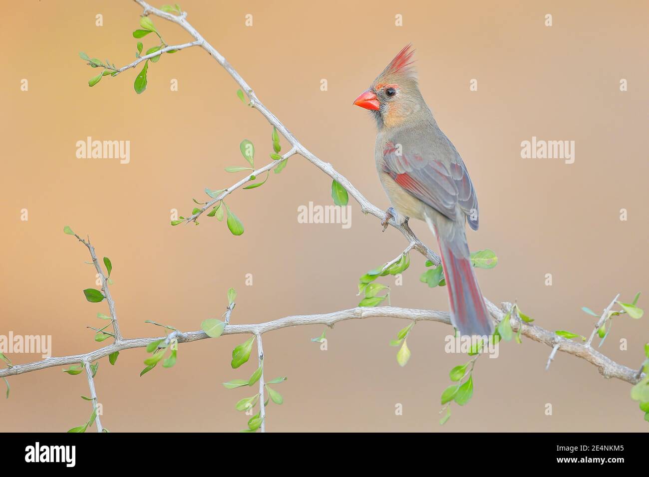 Nördlicher Kardinal (Cardinalis cardinalis) weiblich, Südtexas, USA Stockfoto