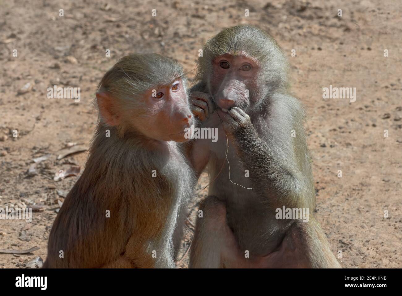 Hamadryas Baboon, Papio hamadryas, heiliges Pavian. Junge Tiere spielen Stockfoto